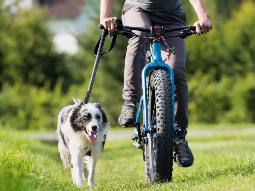 Fahrradfahren mit Hund an der Leine