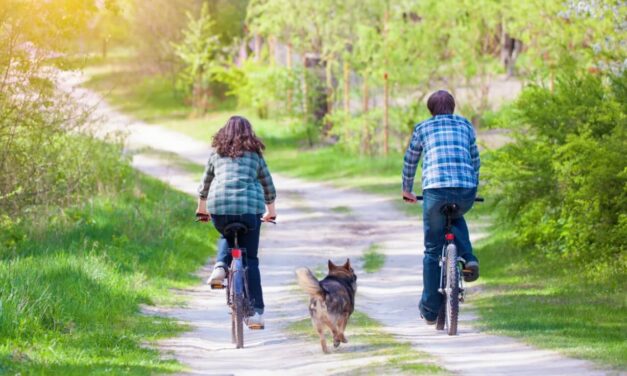 Fahrradfahren mit Hund: Was ist dabei zu beachten?