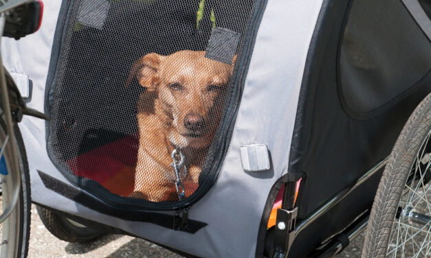 Der Fahrradanhänger für Hunde – So nimmst du deinen Vierbeiner sicher überall mit hin